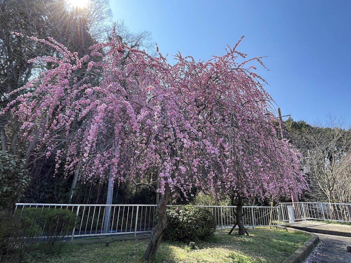 道之驛 近飛鳥之里太子(道の駅 近つ飛鳥の里太子) 實景照片 8