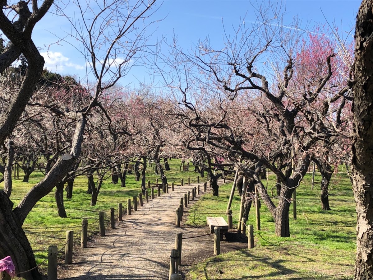 偕樂園(偕楽園) 實景照片 3