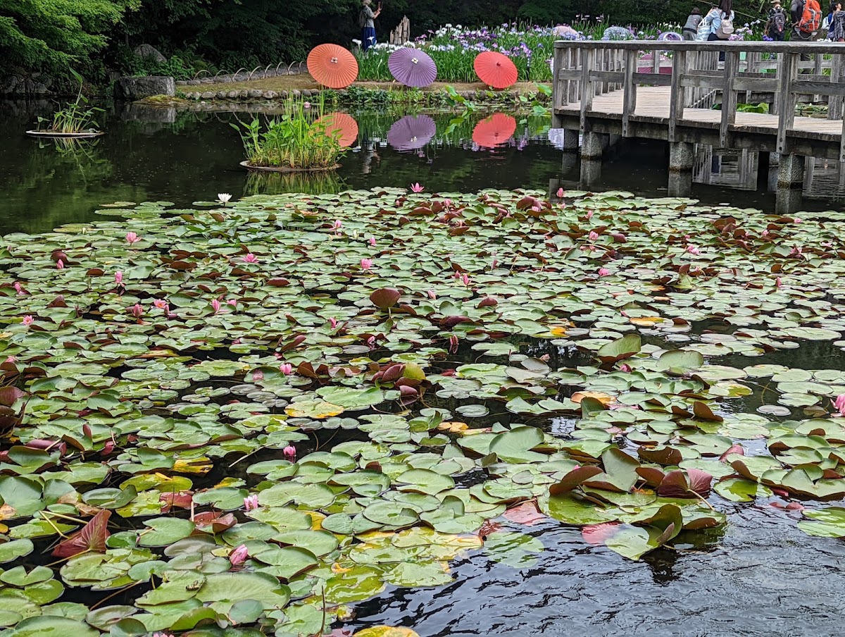 德川園(徳川園) 實景照片 10