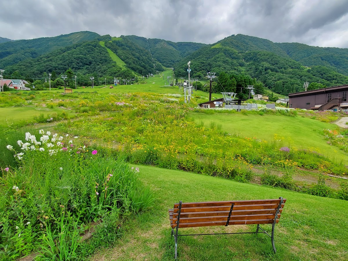 夏天翠綠草地與花海木椅