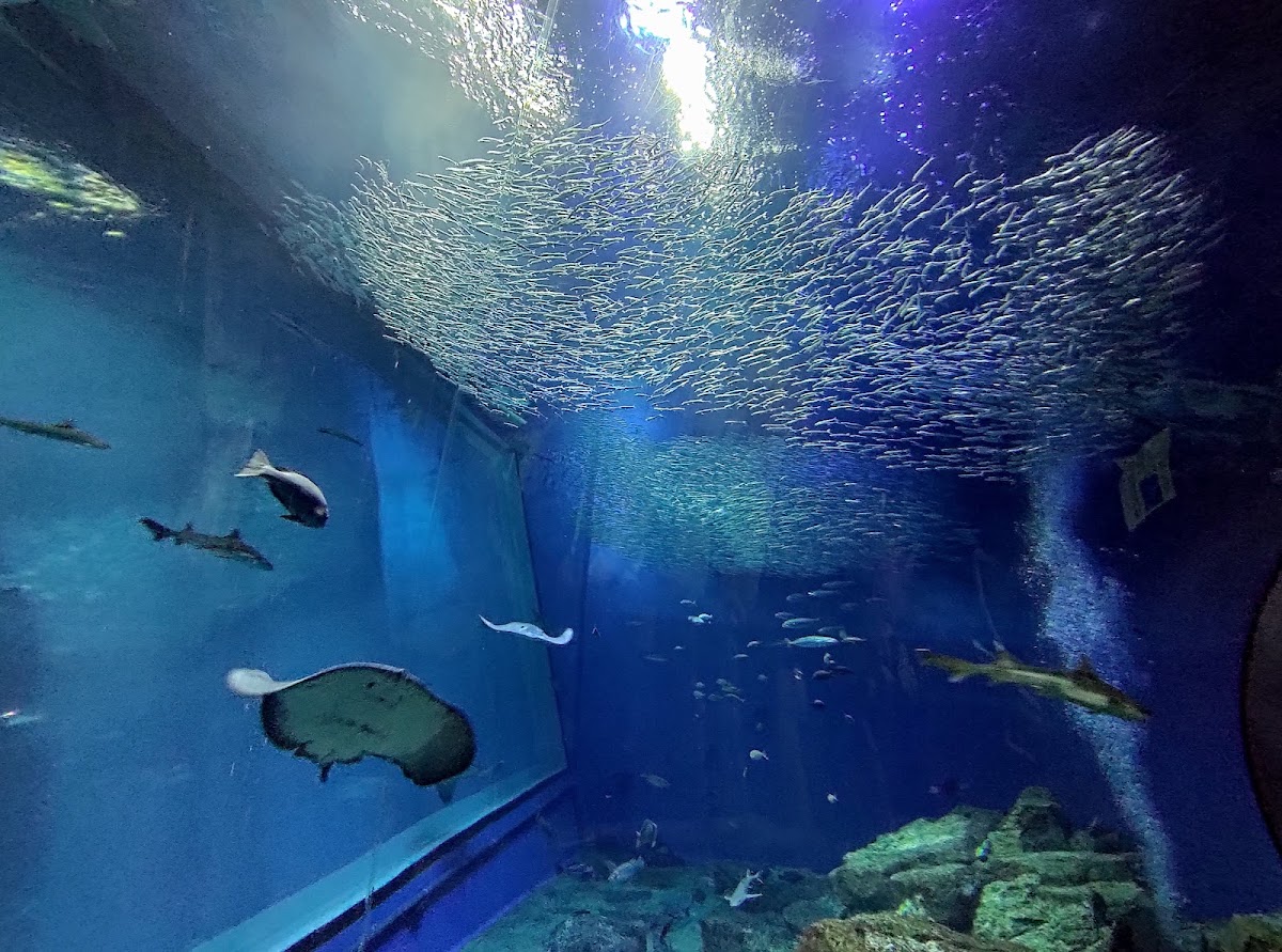 海洋世界茨城縣大洗水族館(アクアワールド茨城県大洗水族館) 實景照片 6
