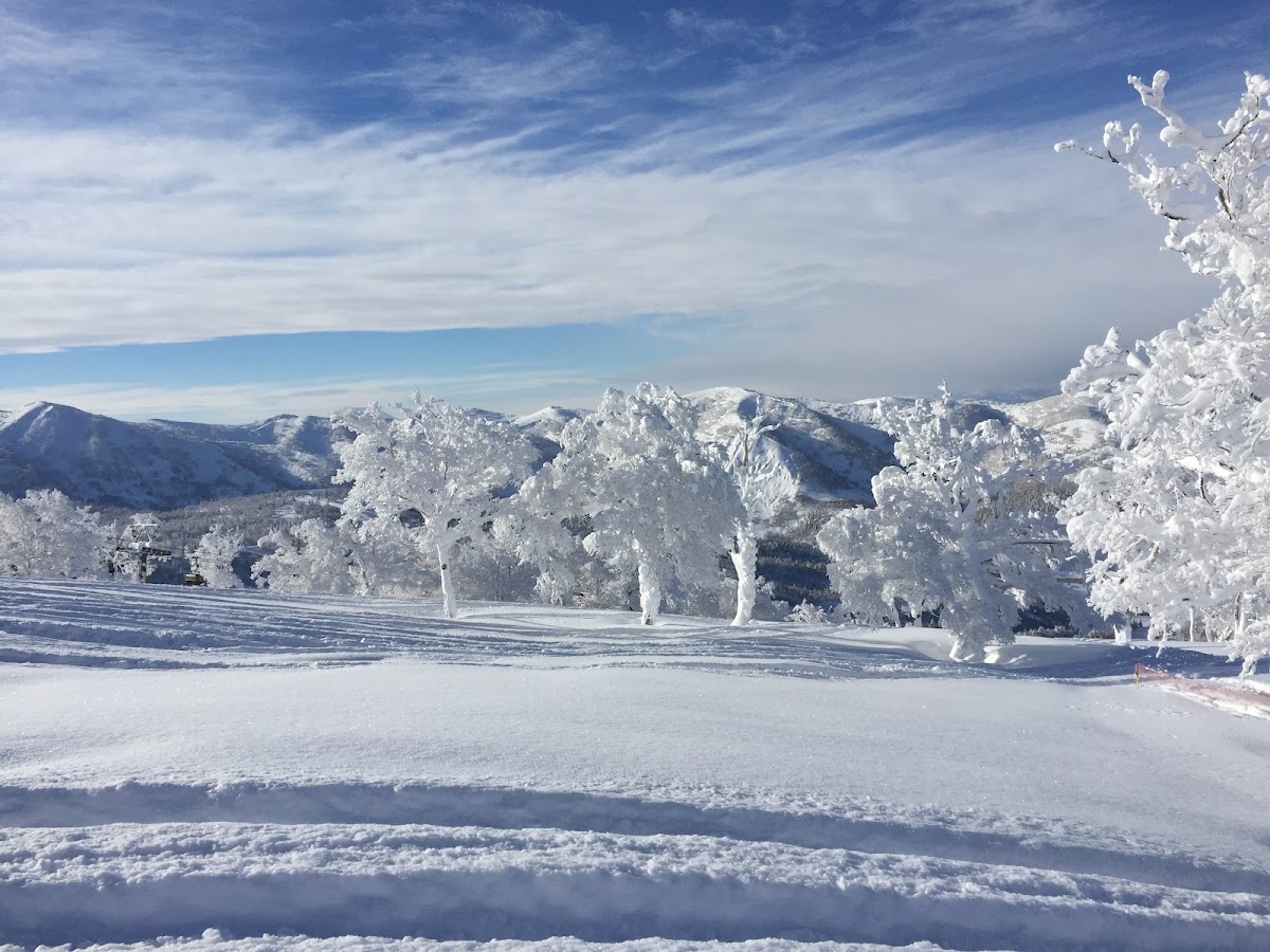 陽光灑落的雪白樹林風景