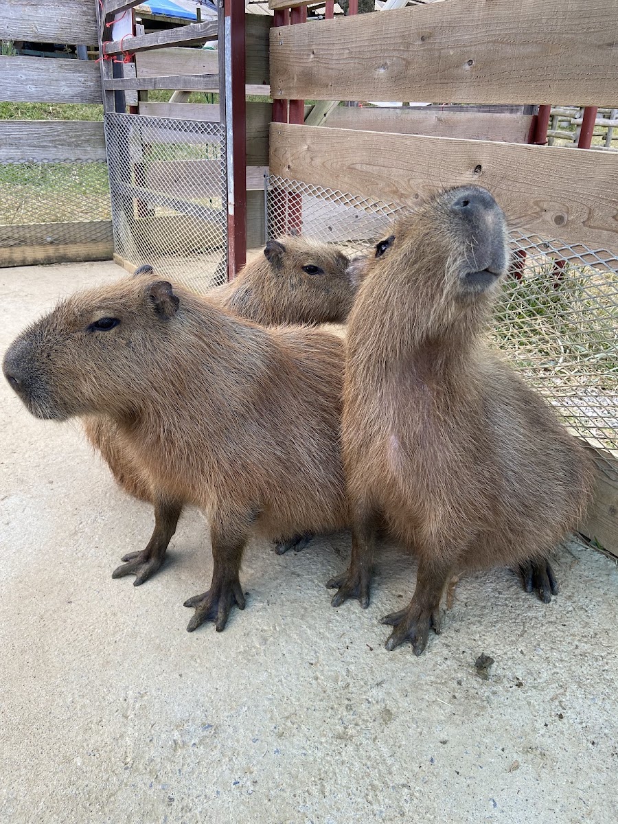 名護自然動植物公園(ネオパークオキナワ) 實景照片 5