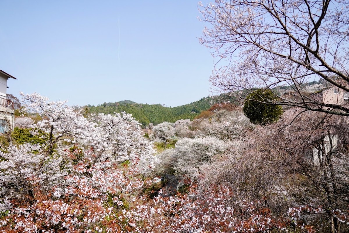 從高處俯瞰山谷櫻花美景