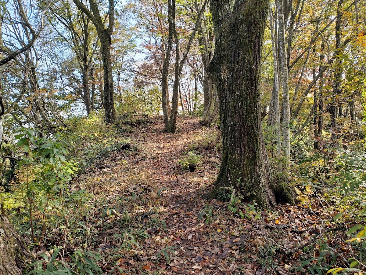 秋意濃厚的樹林步道