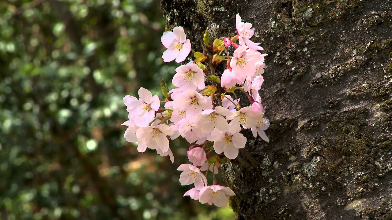 2011日本春之旅(6)-金澤卯辰山公園.mp4