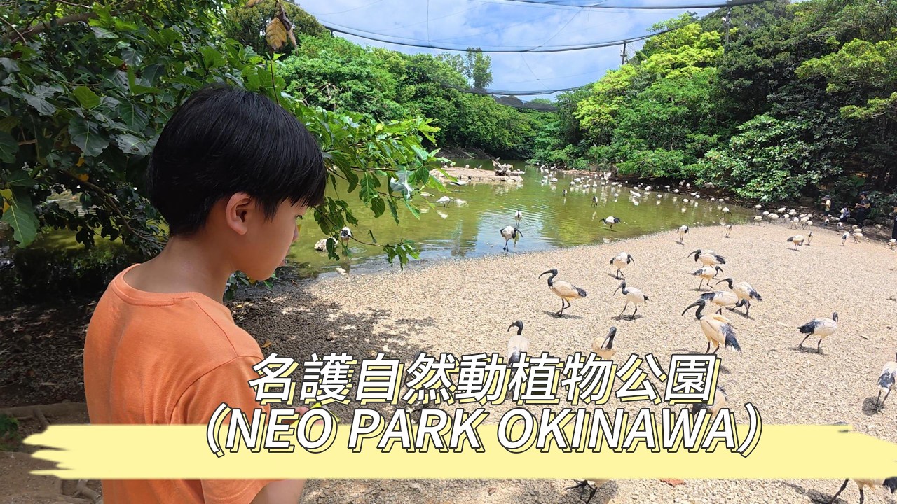 名護自然動植物公園(NEO PARK OKINAWA)| 遊園列車 | 鳥類表演秀 | 餵食 ⛅️