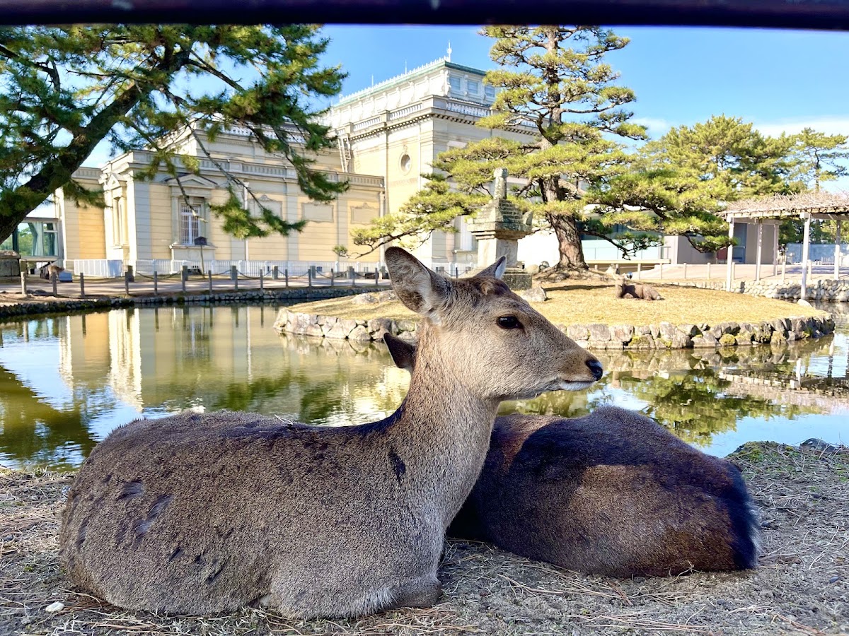奈良國立博物館（奈良国立博物館） 實景照片 10