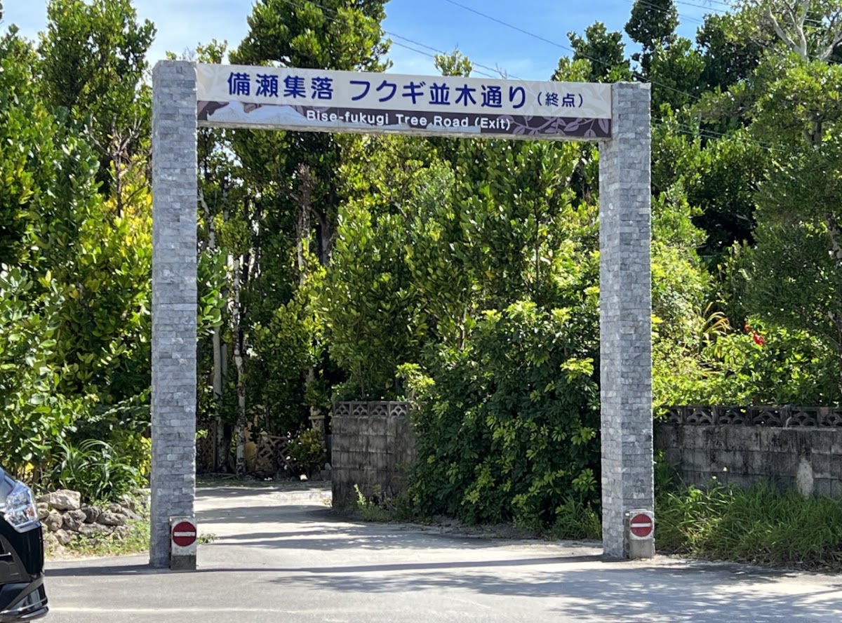 備瀨福木樹林大道(備瀬のフクギ並木) 實景照片 7