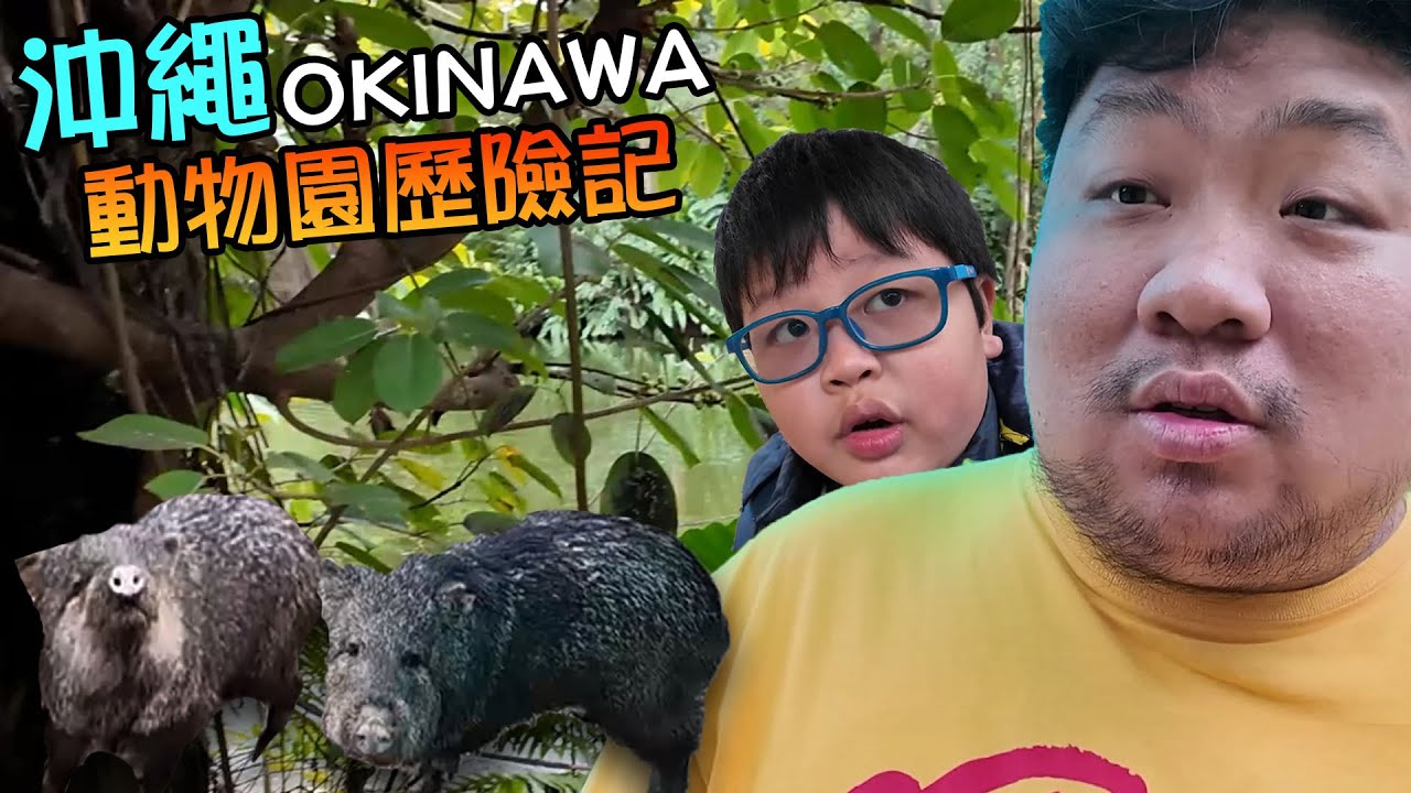 沖繩還有續集!!在名護動植物公園成功使出爬豬語,有人一直學爸爸,晨晨又是心滿意足的一天 | Neo Park Okinawa