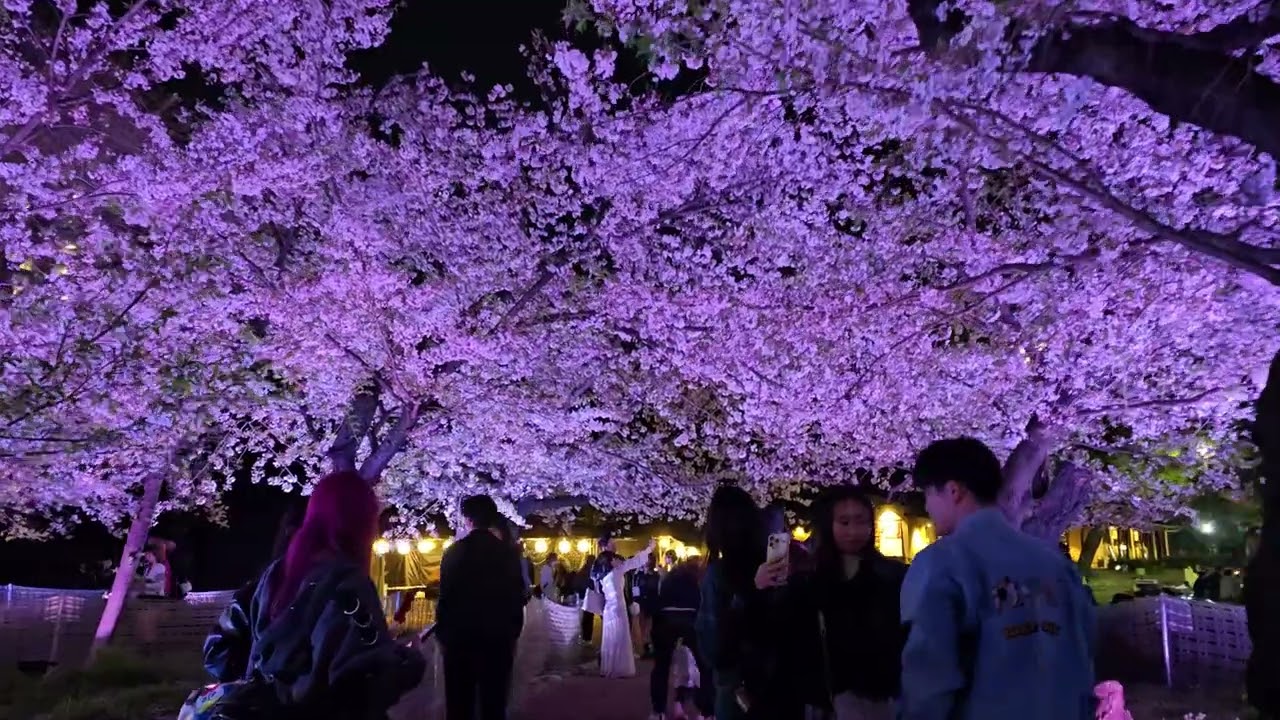 日本 ~ 名古屋 ~ 鶴舞公園賞夜櫻 ~ Japan ~ Nagoya ~ Night sakura ~ 2025 Apr ~ Part 2