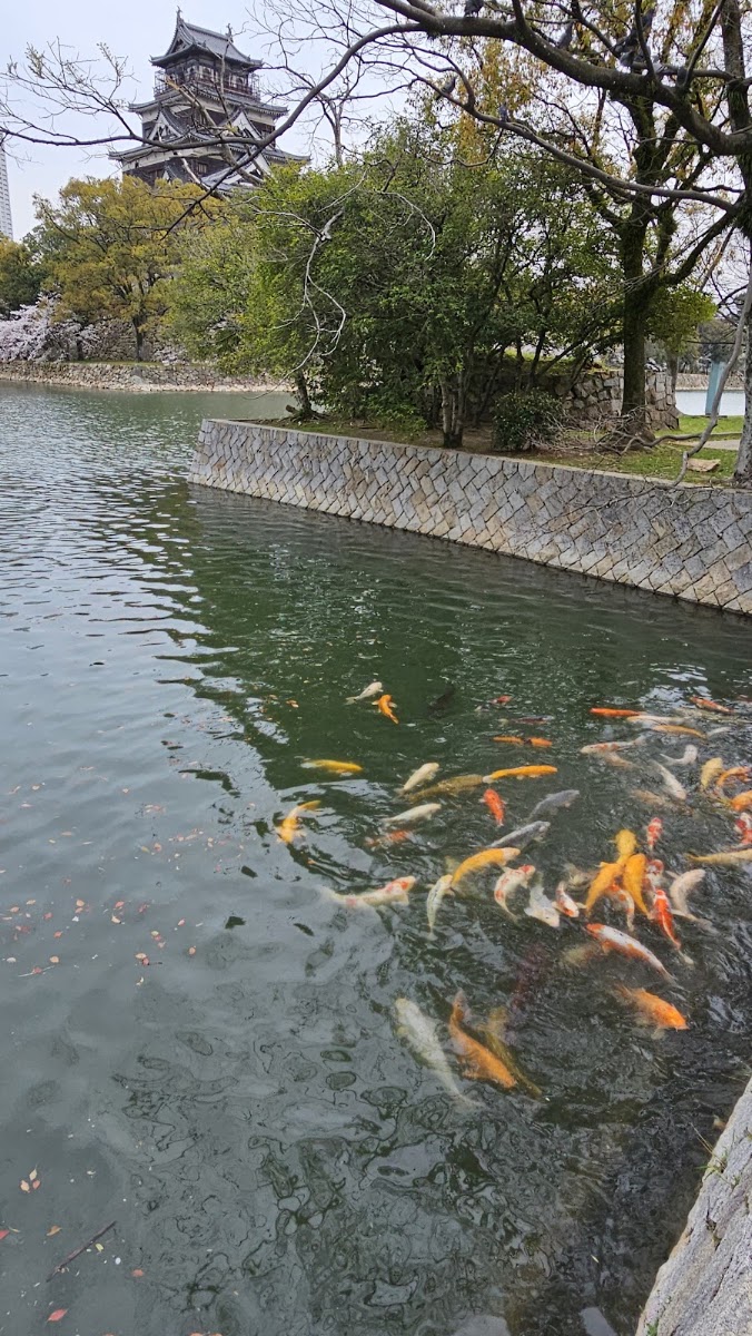廣島城護城河與許多錦鯉