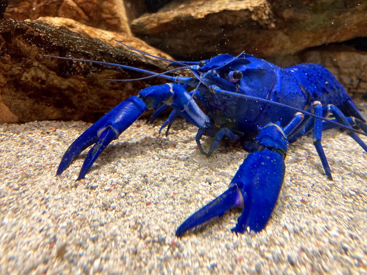 鳥羽水族館 實景照片 7