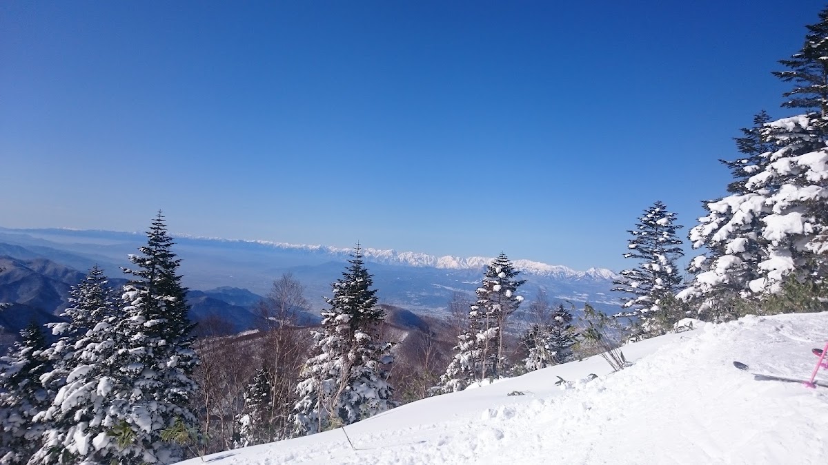 晴空萬里的雪山與針葉林