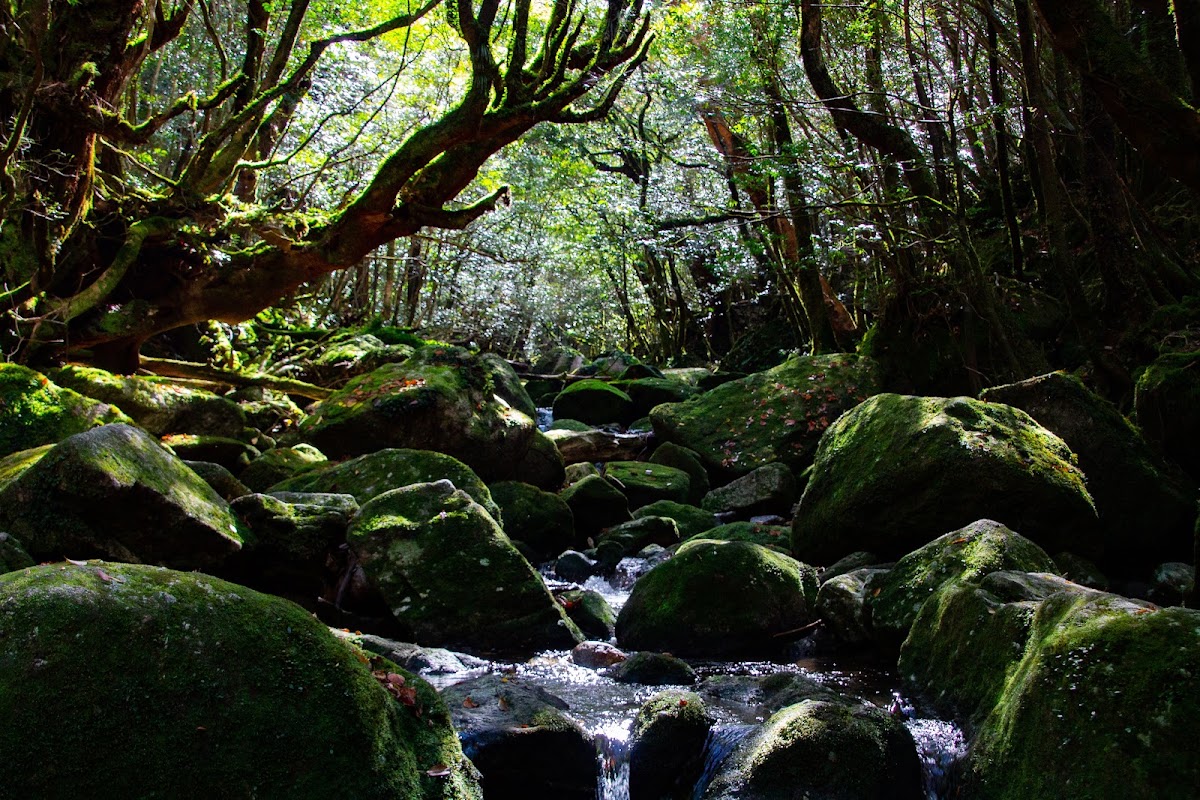 屋久島國家公園（屋久島国立公園） 實景照片 1