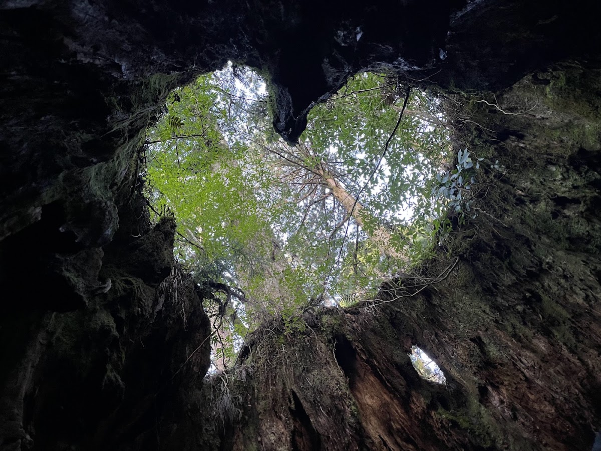 屋久島國家公園（屋久島国立公園） 實景照片 7