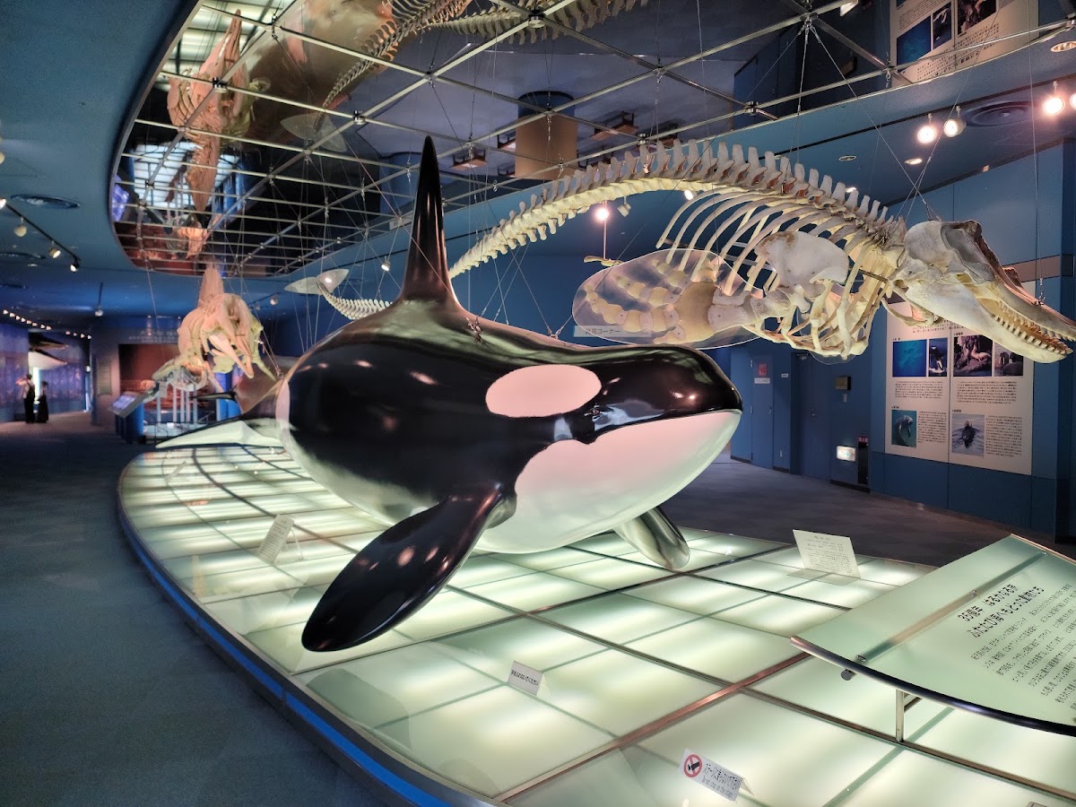 名古屋港水族館 實景照片 9