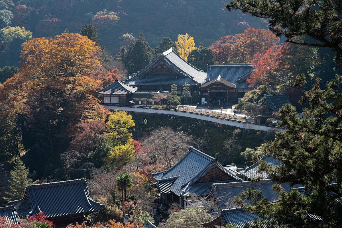 秋季紅葉與長谷寺主殿遠景