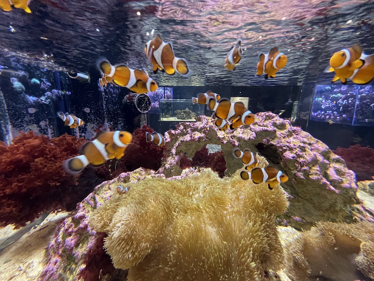 沖繩DMM Kariyushi水族館（DMM かりゆし水族館） 實景照片 7