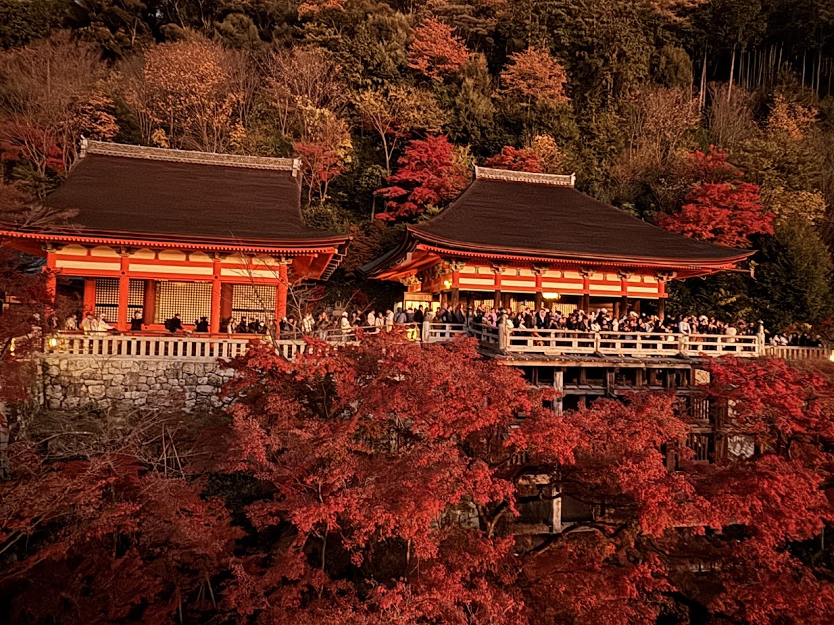 秋夜紅葉燈光下的清水寺建築