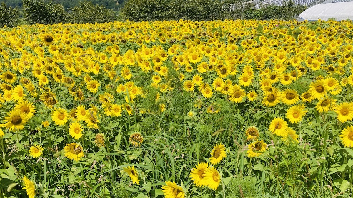 道之驛 鹽津海道亞知鴨之里(道の駅 塩津海道あぢかまの里) 實景照片 5