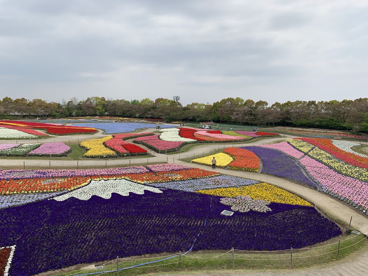戶外大型鬱金香花海與花壇景觀