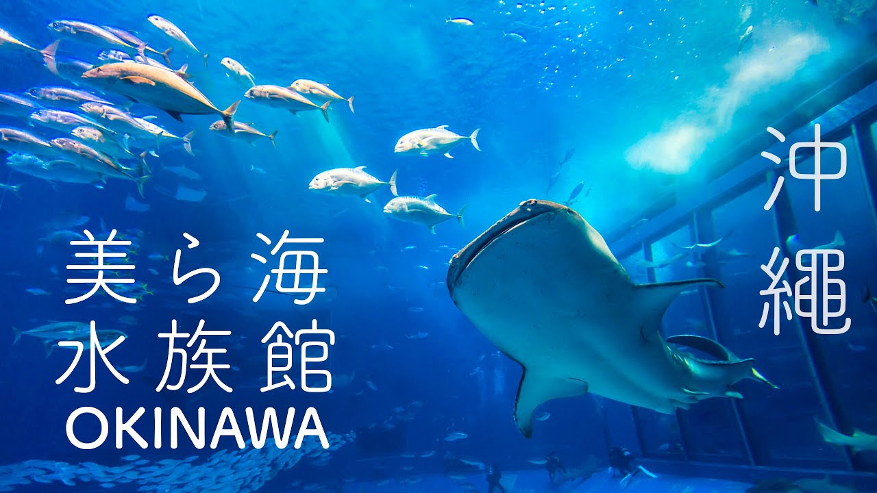 美麗海水族館 日本沖繩 鯨鯊 | Okinawa Churaumi Aquarium Wheel Shark | 珊瑚熱帶魚