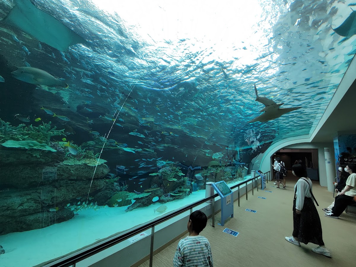名古屋港水族館 實景照片 1