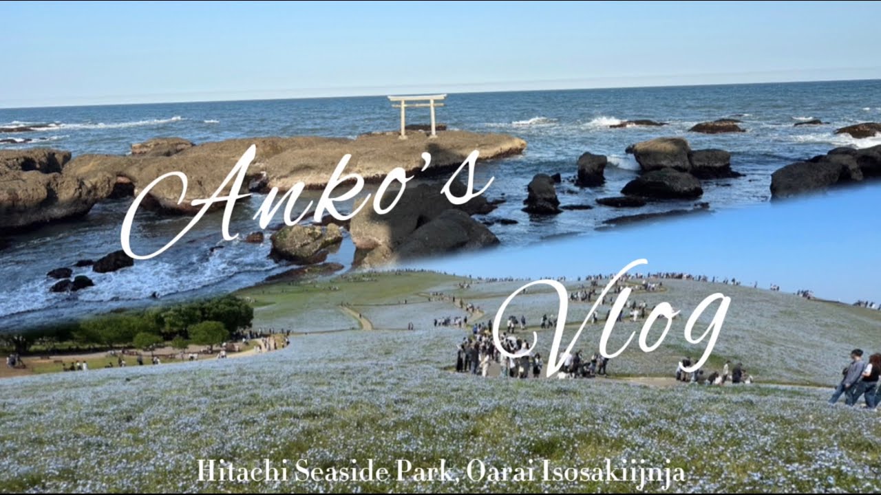 [散步Vlog]茨城縣～日立海濱公園-粉蝶花💙、大洗神社-海上鳥居⛩️| Hitachi Seaside Park, Oarai Isosakijinja