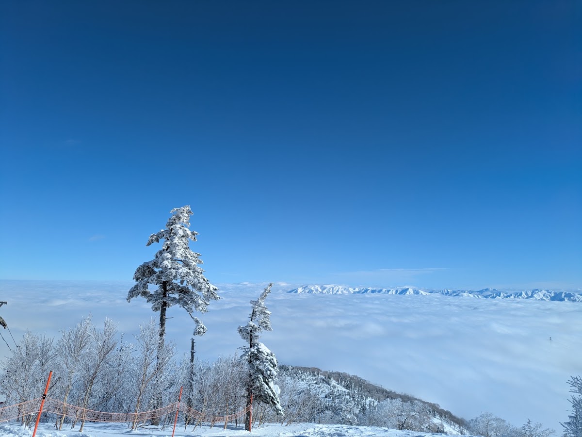 藍天白雲下的雪地樹木與雲海風光