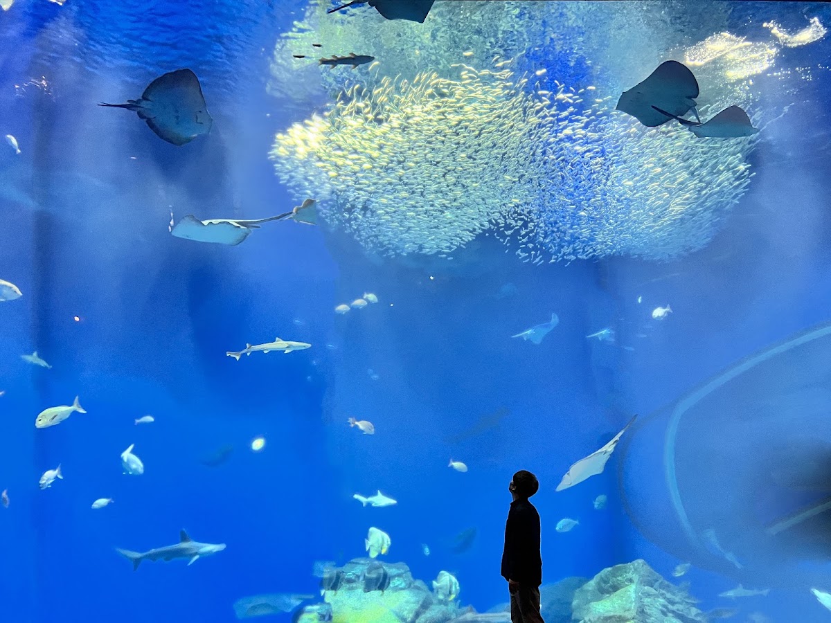 海洋世界茨城縣大洗水族館(アクアワールド茨城県大洗水族館) 實景照片 1