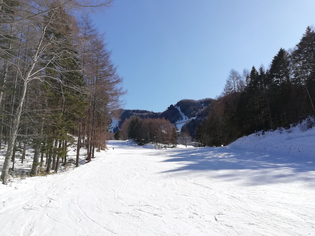 陽光灑落的森林雪道