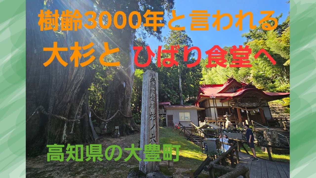 樹齢3000年と言われる大杉とひばり食堂へ　高知県大豊町
