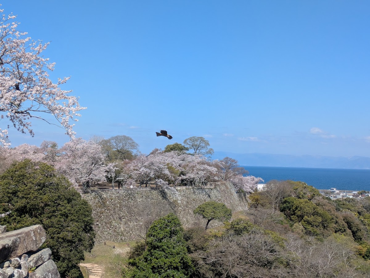彥根城(彦根城) 實景照片 10