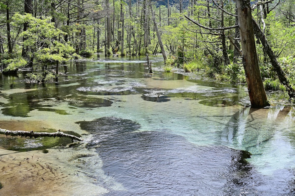 岳澤濕原(岳沢湿原) 實景照片 3